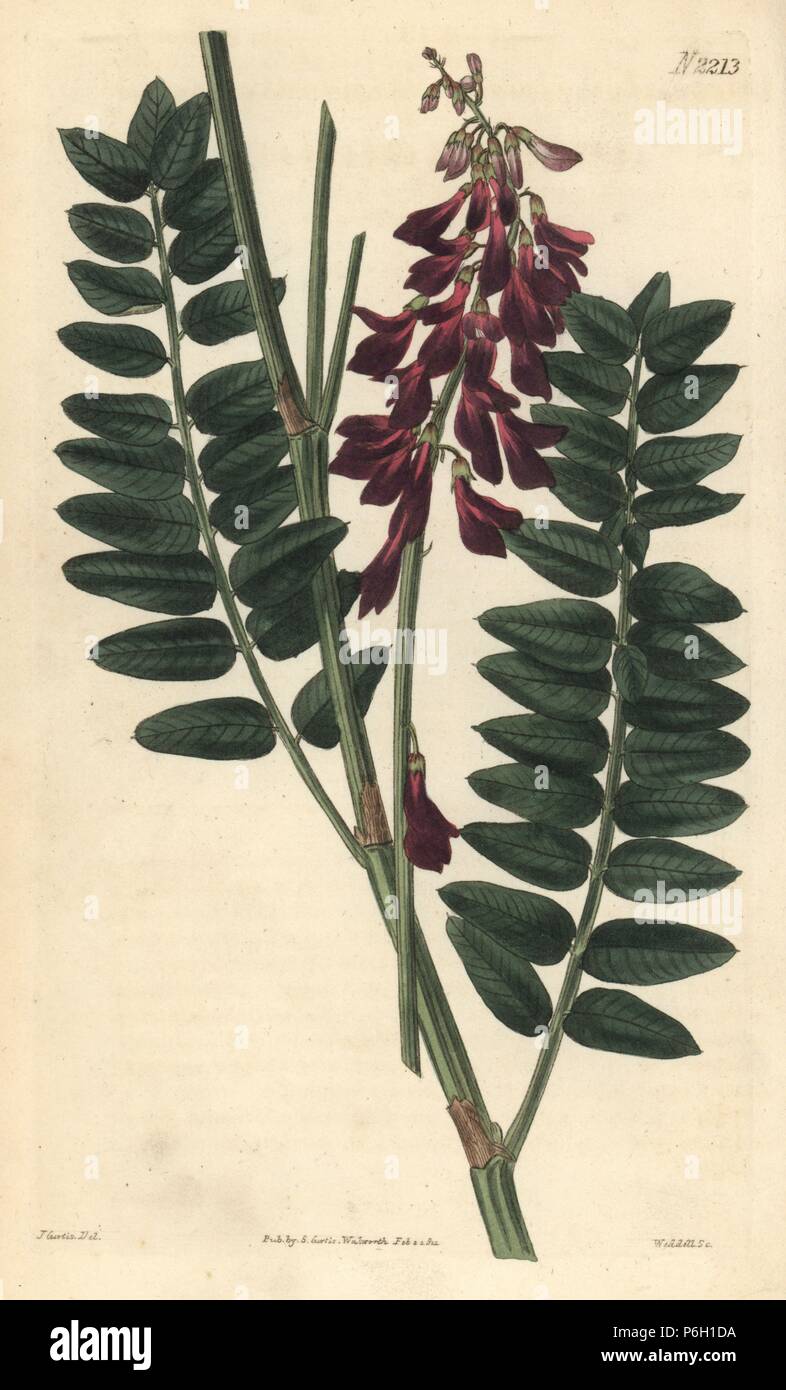 Alpine sweetvetch or alpine hedysarum, Hedysarum alpinum. Handcoloured copperplate engraving by Weddell after a drawing by John Curtis for Samuel Curtis' continuation of William Curtis' Botanical Magazine, London, 1821. Stock Photo