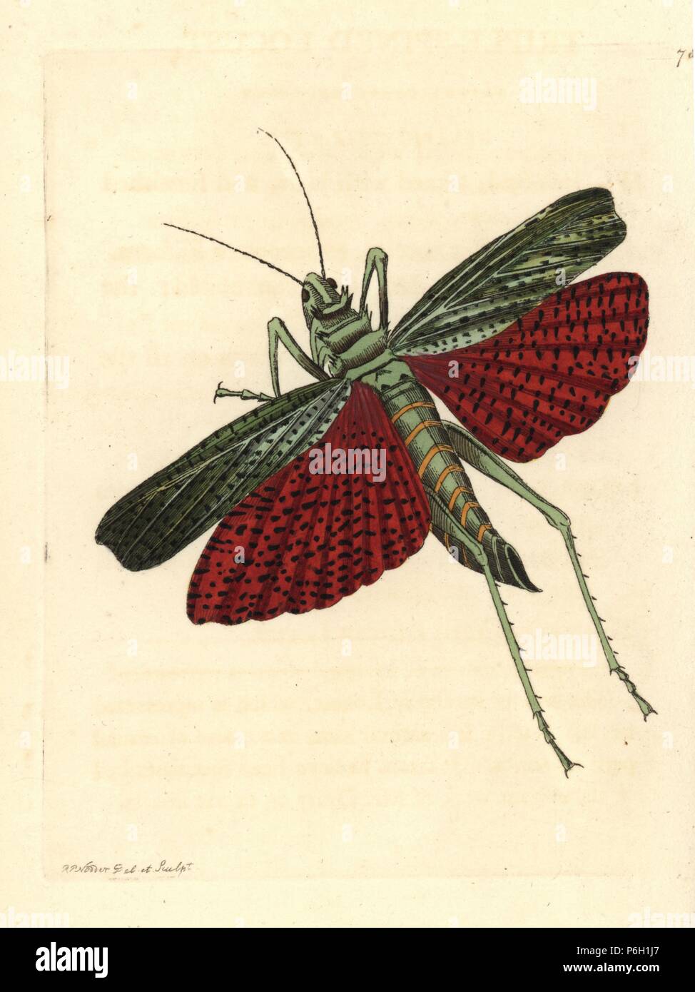 African grasshopper or milkweed locust, Phymateus cinctus (Triple-spined locust, Gryllus squarrosus). Illustration drawn and engraved by Richard Polydore Nodder. Handcoloured copperplate engraving from George Shaw and Frederick Nodder's The Naturalist's Miscellany, London, 1806. Stock Photo