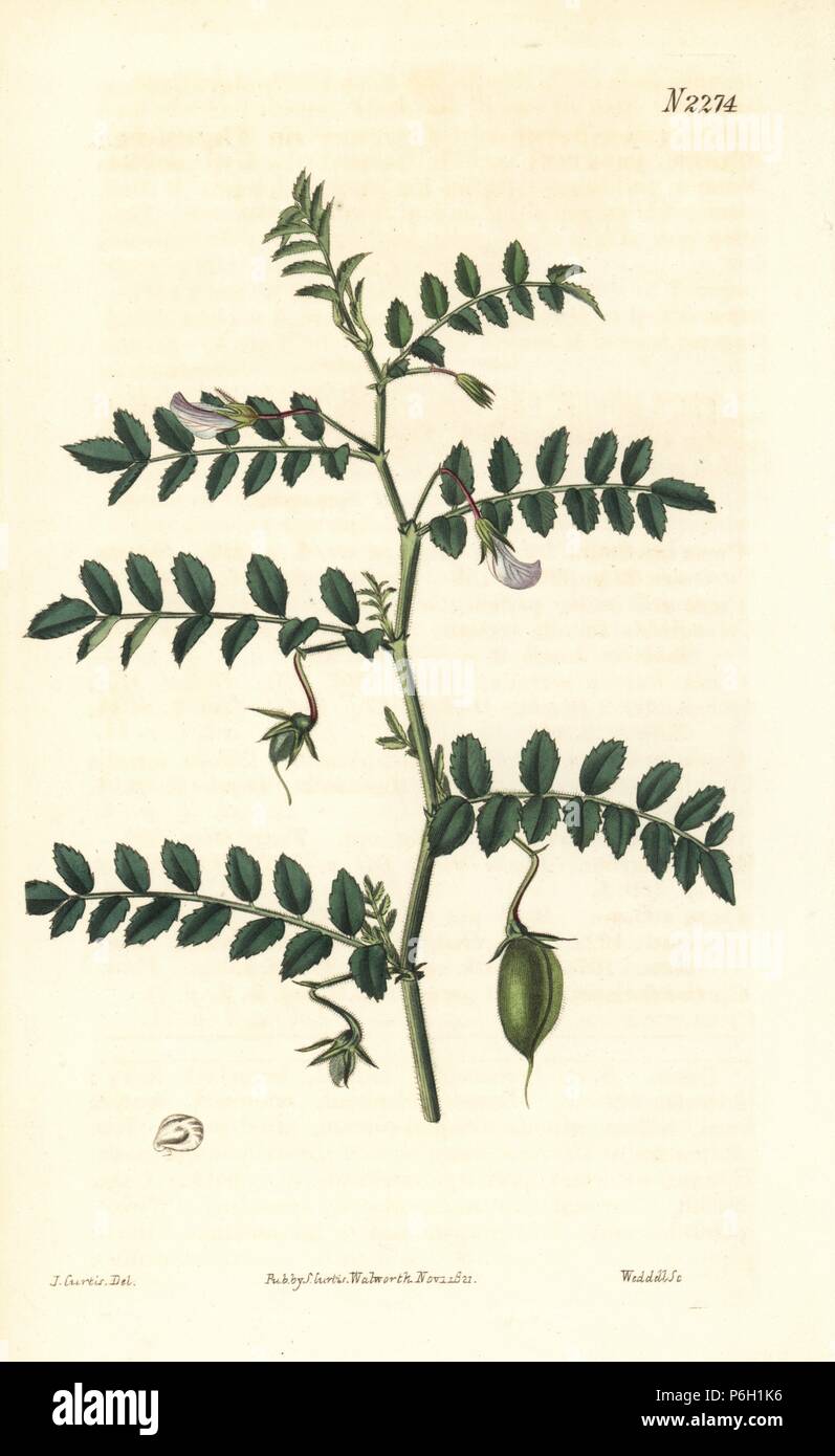 Chiches or chickpea, Cicer arietinum. Handcoloured copperplate engraving by Weddell after an illustration by John Curtis from Samuel Curtis's 'Botanical Magazine,' London, 1821. Stock Photo