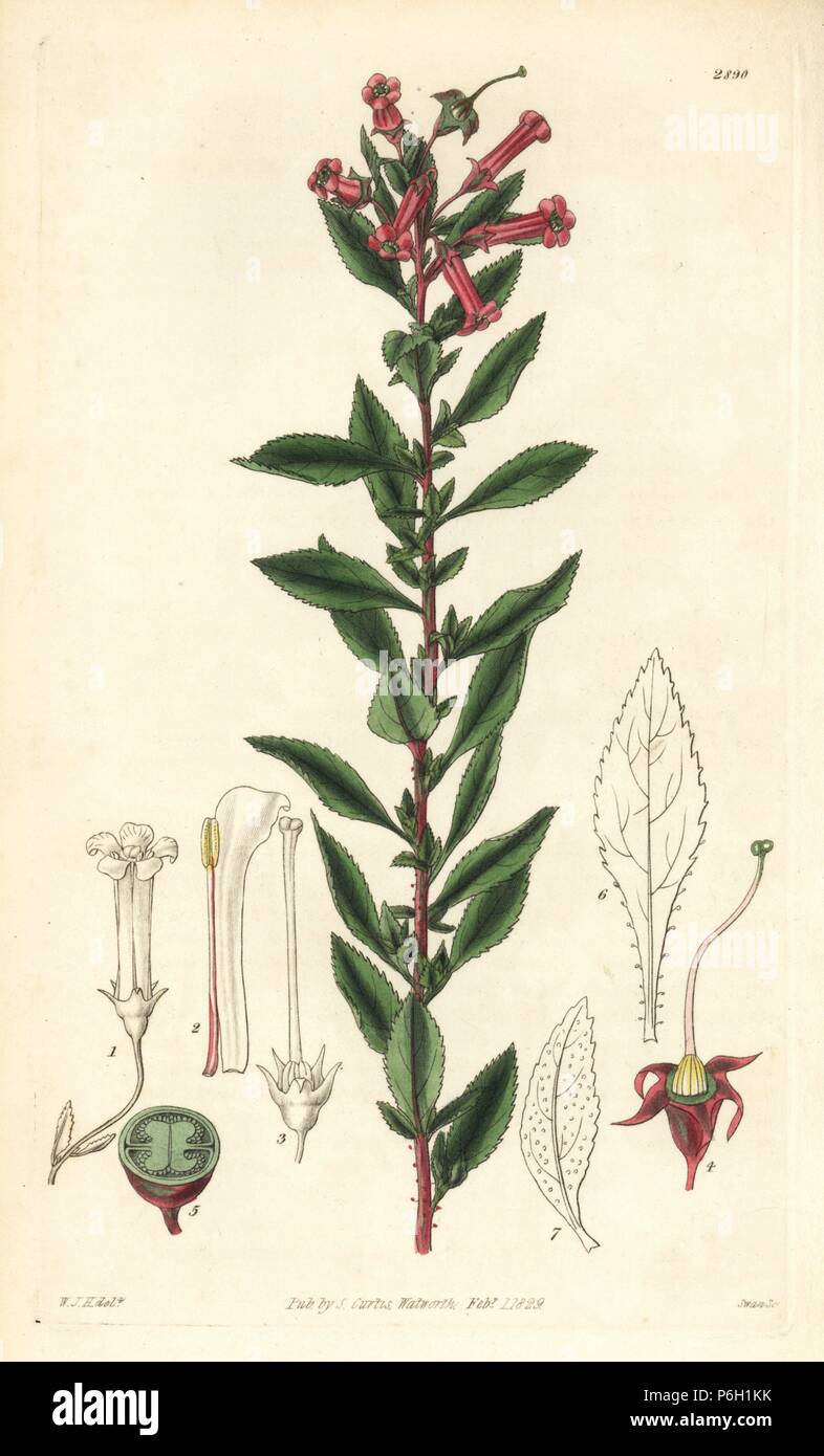 Red flowered escallonia, Escallonia rubra. Handcoloured copperplate engraving by Swan after an illustration by William Jackson Hooker from Samuel Curtis's 'Botanical Magazine,' London, 1829. Stock Photo