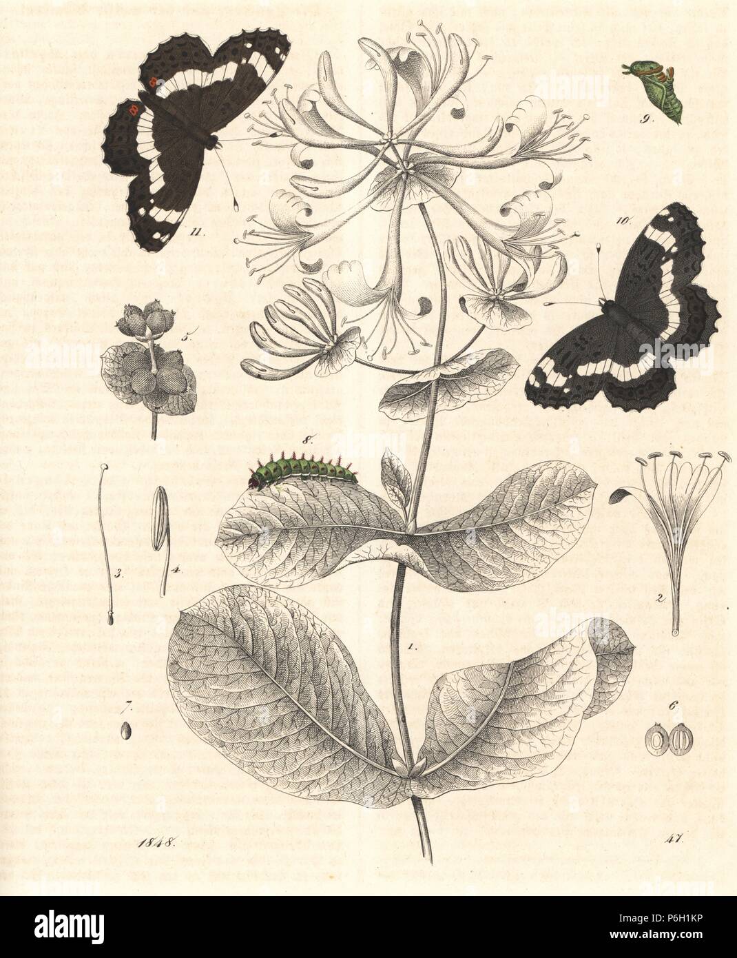 White admiral butterfly, Limenitis camilla, with caterpillar and pupa and goat-leaf honeysuckle, Lonicera caprifolium. Handcoloured lithograph from Carl Hoffmann's Book of the World, Stuttgart, 1848. Stock Photo