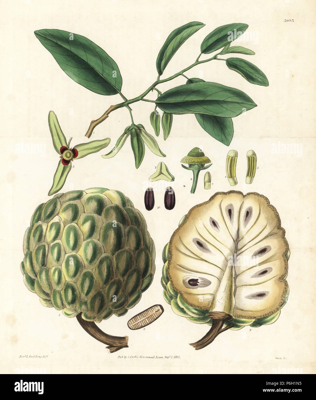 Undulated custardapple, sugarapple, sweet sop, Annona squamosa, leaf