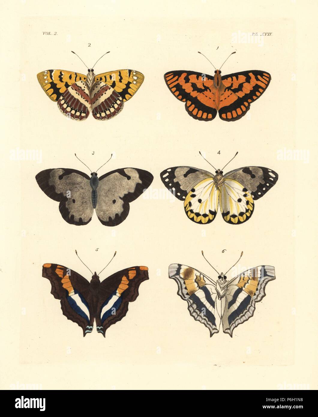 Spotted joker butterfly, Biblia ilithyia 1,2, calypso white, Belenois calypso 3,4, and silver emperor, Doxocopa laure 5,6. Handcoloured lithograph from John O. Westwood's new edition of Dru Drury's 'Illustrations of Exotic Entomology,' Bohn, London, 1837. Stock Photo