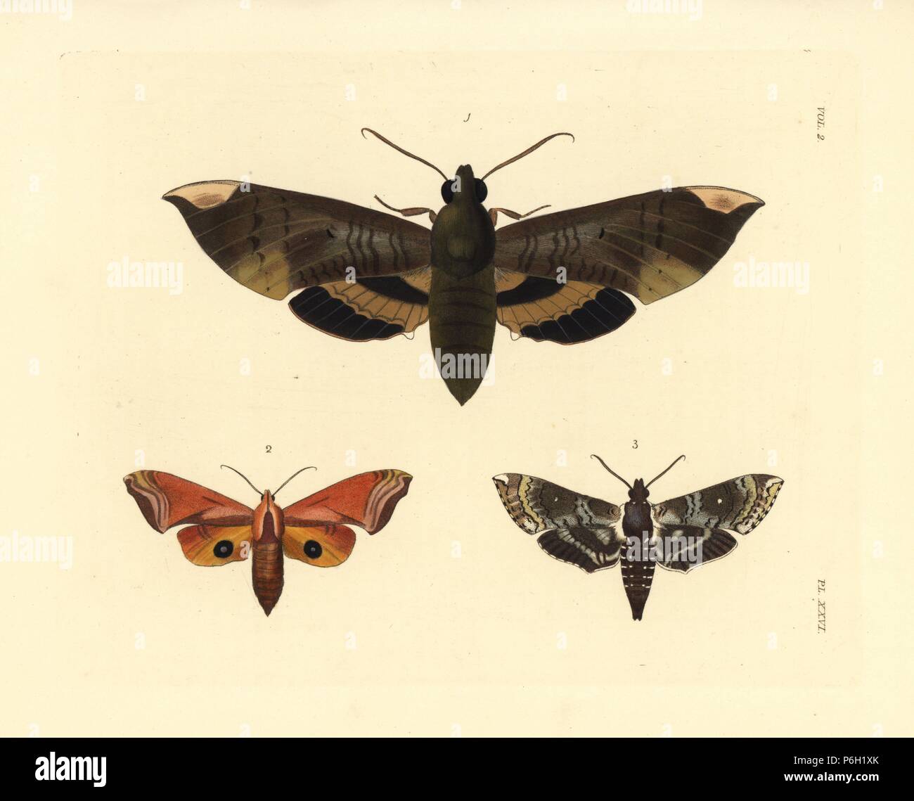 Fig sphinx moth, Pachylia ficus 1, huckleberry sphinx, Paonias astylus 2, and pawpaw sphinx, Dolba hyloeus 3. Handcoloured lithograph from John O. Westwood's new edition of Dru Drury's 'Illustrations of Exotic Entomology,' Bohn, London, 1837. Stock Photo