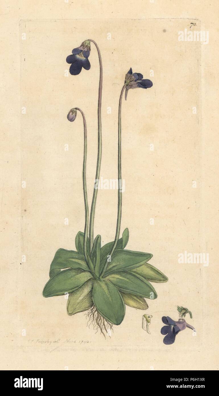 Common butterwort, Pinguicula vulgaris. Handcoloured copperplate engraving after an illustration by James Sowerby from James Smith's English Botany, London, 1792. Stock Photo