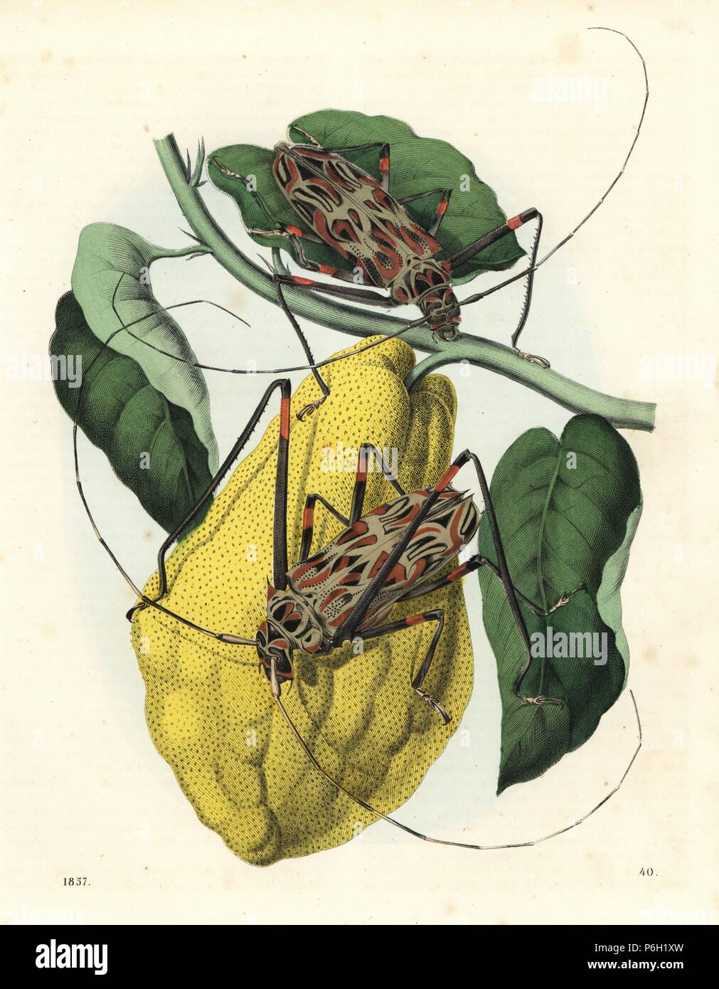 Harlequin beetle, Acrocinus longimanus, male and female, native to South America, on a cacao tree, Theobroma cacao. Handcoloured lithograph from Carl Hoffmann's Book of the World, Stuttgart, 1857. Stock Photo