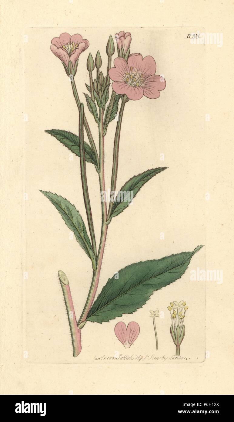 Great hairy willow-herb, Epilobium hirsutum. Handcoloured copperplate engraving after a drawing by James Sowerby for James Smith's English Botany, 1801. Stock Photo