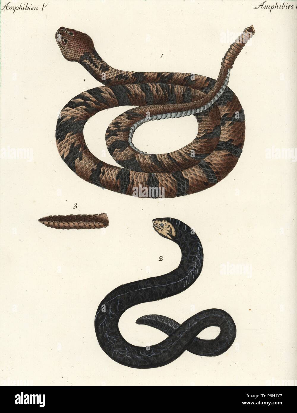 Timber rattlesnake, Crotalus horridus 1, tail rattle 3, and water snake, Muraena pinnis adiposis. Handcoloured copperplate engraving from Friedrich Johann Bertuch's Bilderbuch fur Kinder (Picture Book for Children), Weimar, 1792. Stock Photo