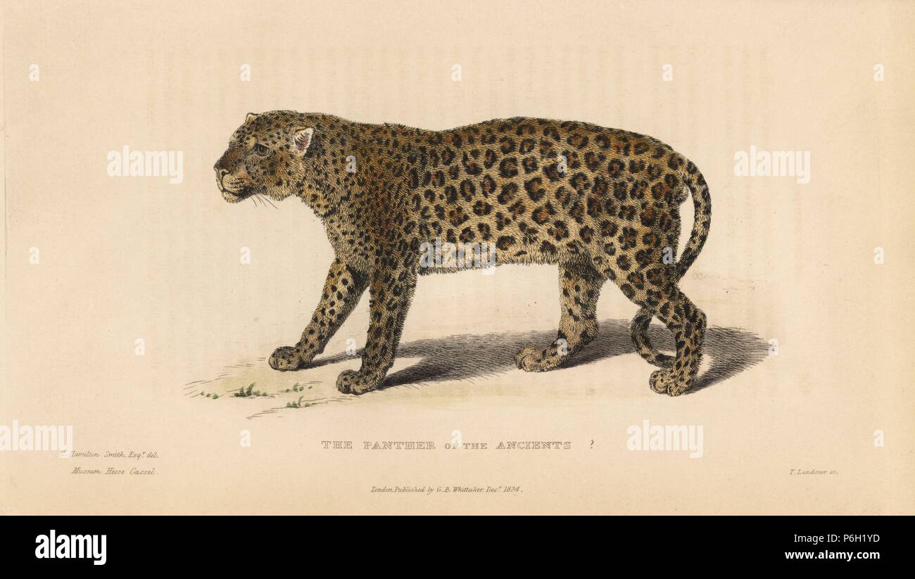 Panther of the Ancients? (Panthera pardus) Drawn by Charles Hamilton Smith from a specimen in Hesse Cassel museum. Handcoloured copperplate engraving by Thomas Landseer from Edward Griffith's The Animal Kingdom by the Baron Cuvier, London, Whittaker, 1825. Stock Photo