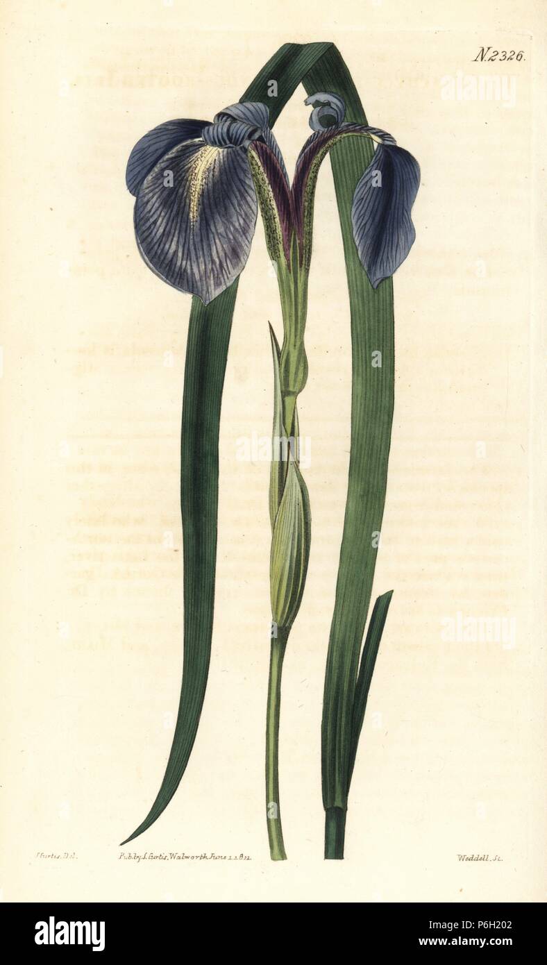 Iris setosa (Poisonous-rooted iris, Iris brachycuspis). Handcoloured copperplate engraving by Weddell after an illustration by John Curtis from Samuel Curtis's 'Botanical Magazine,' London, 1822. Stock Photo
