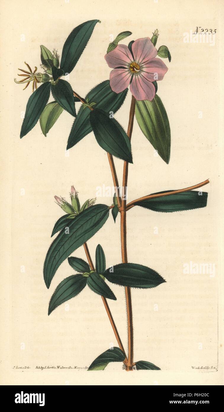 Osbeckia-like melastoma, Melastoma osbeckioides. Handcoloured copperplate engraving by Weddell after a drawing by John Curtis for Samuel Curtis' continuation of William Curtis' Botanical Magazine, London, 1822. Stock Photo
