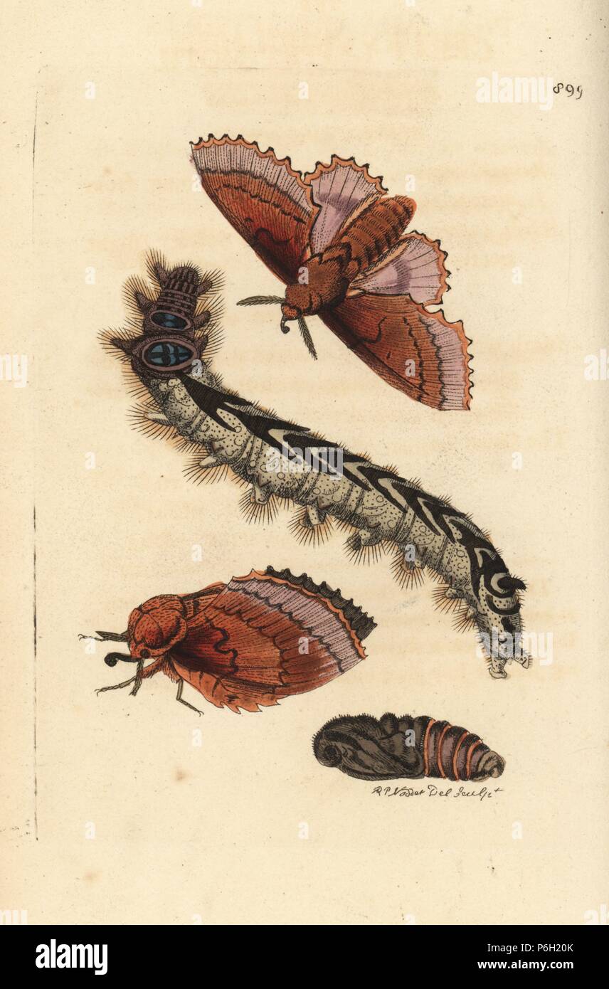 Lappet moth, Gastropacha quercifolia (Great lappet moth, Phalaena quercifolia), moth, caterpillar and pupa. Illustration drawn and engraved by Richard Polydore Nodder. Handcoloured copperplate engraving from George Shaw and Frederick Nodder's 'The Naturalist's Miscellany,' London, 1809. Stock Photo