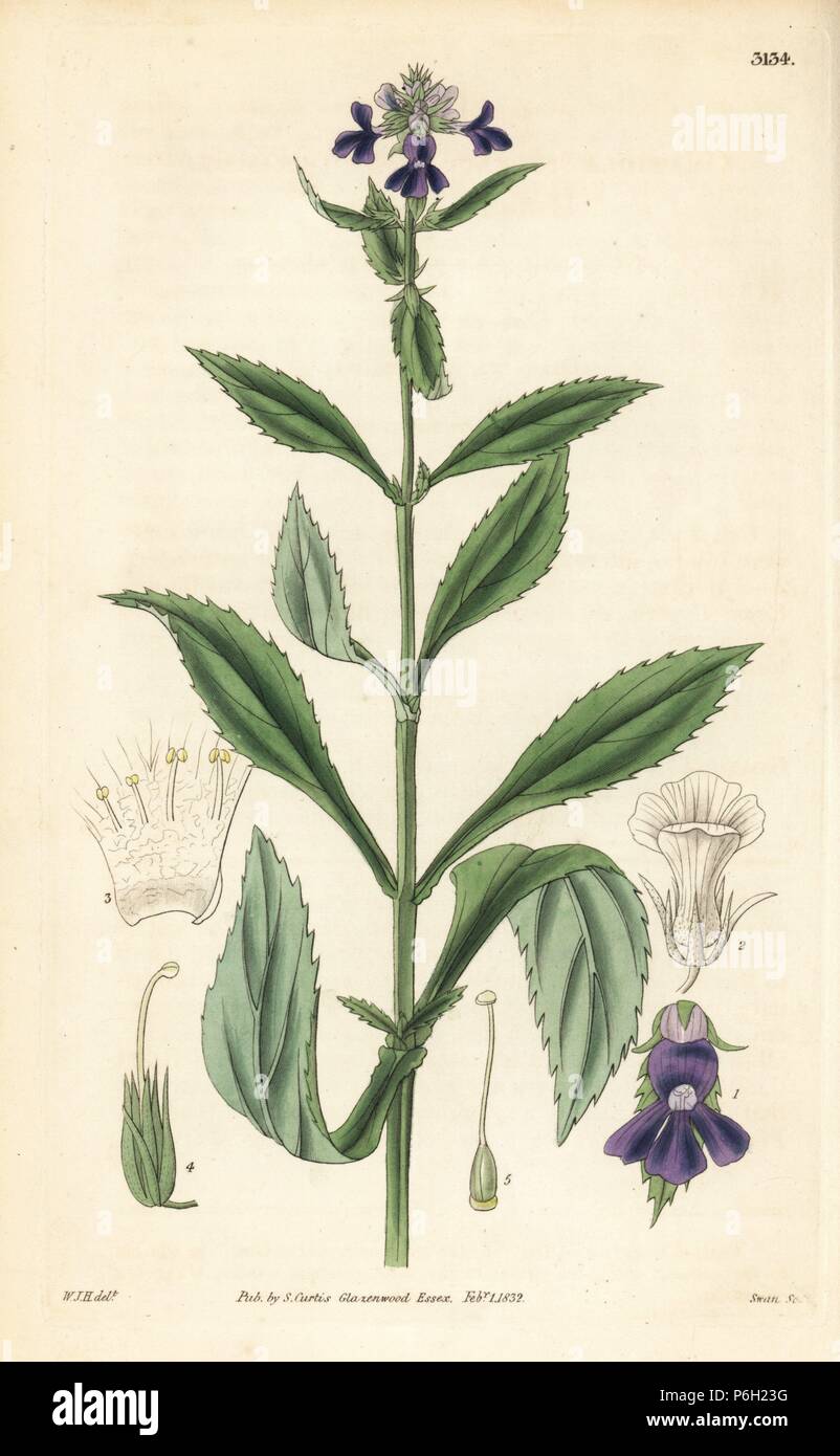 Four-sided hedge hyssop, Gratiola tetragona. Handcoloured copperplate engraving by Swan after an illustration by William Jackson Hooker from Samuel Curtis' 'Botanical Magazine,' London, 1832. Stock Photo