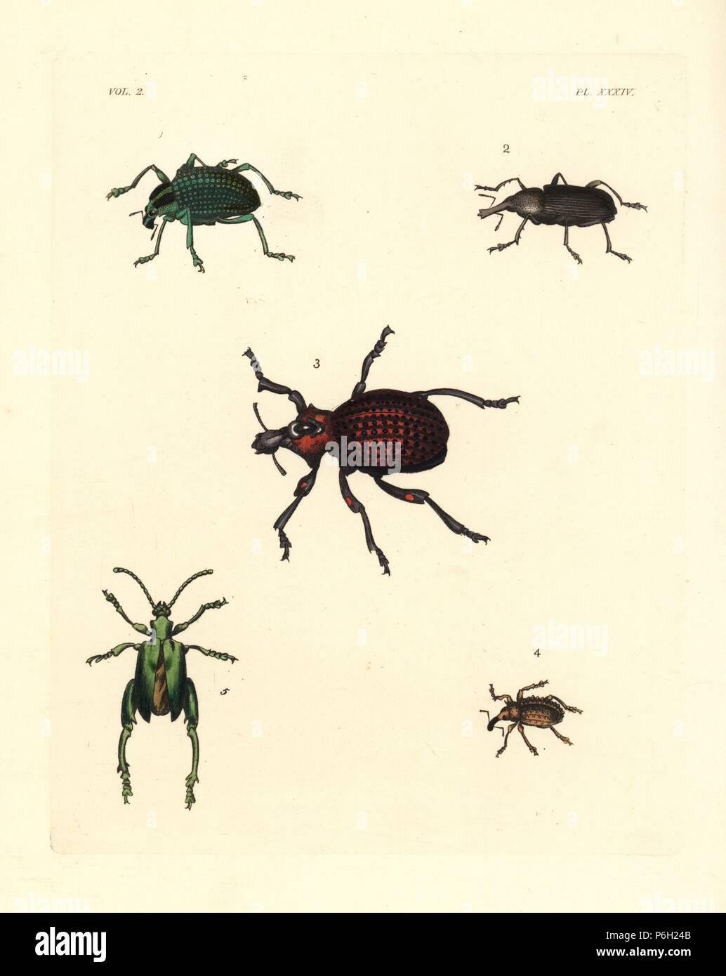Brazilian diamond beetle, Entimus imperialis 1, bearded weevil, female, Rhinostomus barbirostris 2, red-spotted lily weevil, Brachycerus ornatus 3, strawberry root weevil, Sciaphilus asperatus 4, and frog-legged beetle, Sagra femorata 5. Handcoloured lithograph from John O. Westwood's new edition of Dru Drury's 'Illustrations of Exotic Entomology,' Bohn, London, 1837. Stock Photo