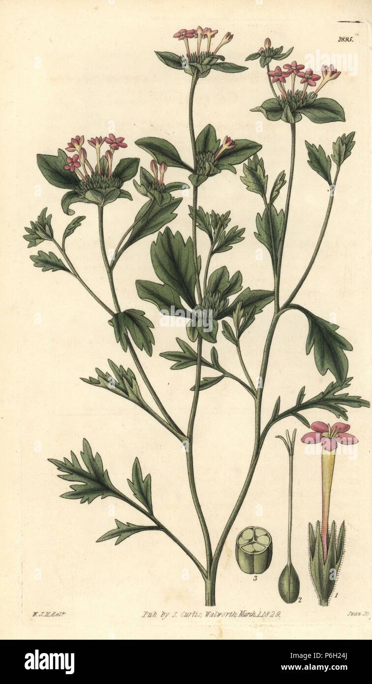 Narrow leaved collomia, Collomia heterophylla. Handcoloured copperplate engraving by Swan after an illustration by William Jackson Hooker from Samuel Curtis's 'Botanical Magazine,' London, 1829. Stock Photo