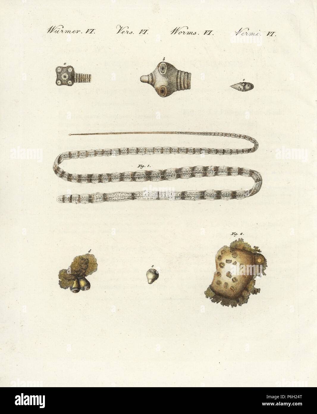 Intestinal worms: Pork tapeworm, Taenia solium 1,a,b,c, and human polycephalus, Polycephalus hominis 2,d,e. Handcoloured copperplate engraving from Friedrich Johann Bertuch's Bilderbuch fur Kinder (Picture Book for Children), Weimar, 1802. Stock Photo