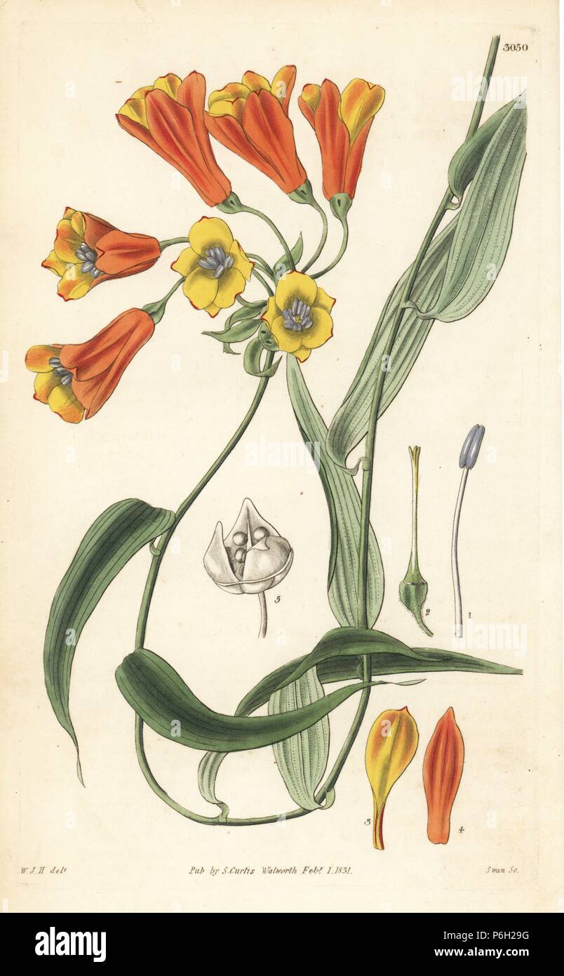 Bomarea acutifolia vine (Sharp pointed leaved alstroemeria, Alstroemeria acutifolia). Handcoloured copperplate engraving by Swan after an illustration by William Jackson Hooker from Samuel Curtis's 'Botanical Magazine,' London, 1831. Stock Photo