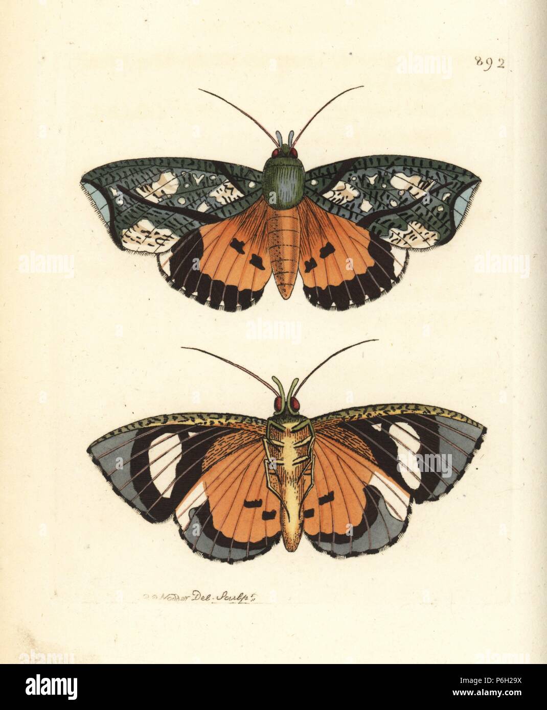 Fruit piercing moth, Eudocima hypermnestra (Hypermnestra moth, Phalaena hypermnestra). Illustration drawn and engraved by Richard Polydore Nodder. Handcoloured copperplate engraving from George Shaw and Frederick Nodder's 'The Naturalist's Miscellany,' London, 1809. Stock Photo