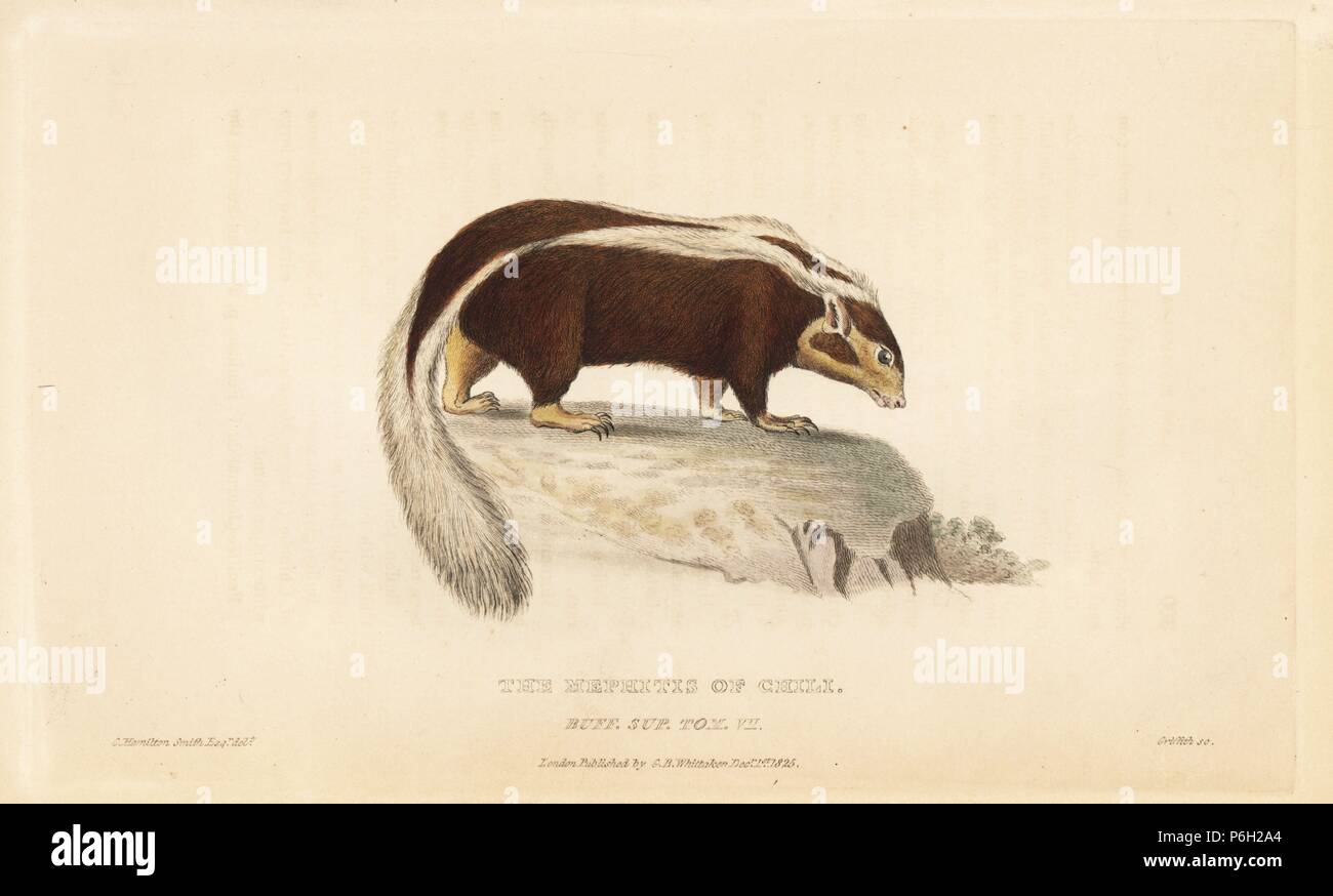 Striped hog-nosed skunk, Conepatus semistriatus (Mephitis of Chili). Handcoloured copperplate engraving by Griffith, Harriet or Edward, after an illustration by Charles Hamilton Smith from Edward Griffith's The Animal Kingdom by the Baron Cuvier, London, Whittaker, 1825. Stock Photo