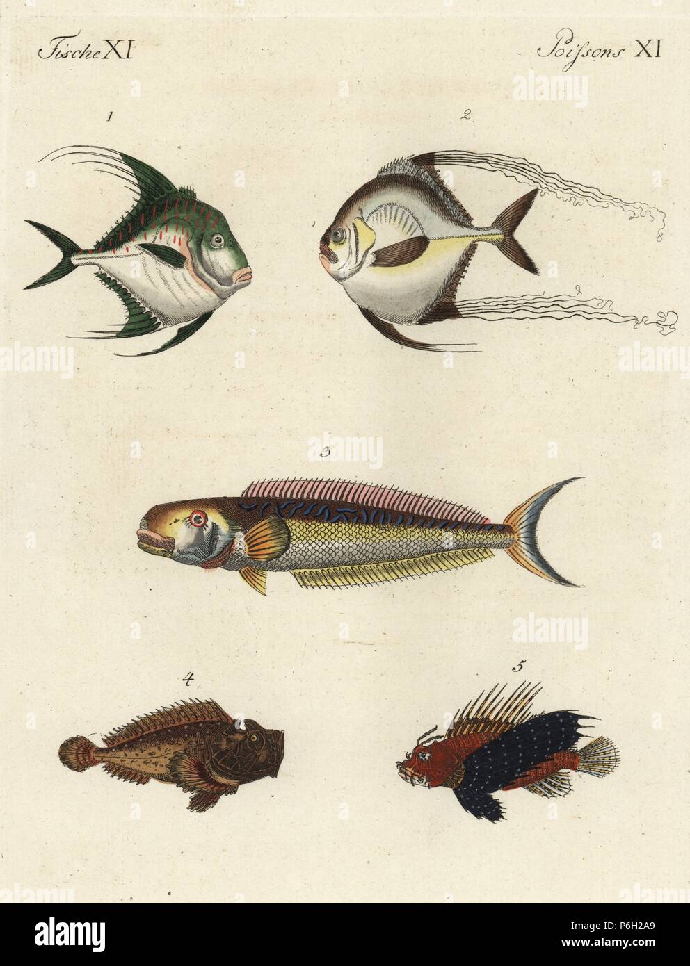 African pompano, Alectis ciliaris 1,2, sand tilefish, Malacanthus plumieri 3, estuarine stonefish, Synanceia horrida 4, and red lionfish, Pterois volitans 5. Handcoloured copperplate engraving from Friedrich Johann Bertuch's Bilderbuch fur Kinder (Picture Book for Children), Weimar, 1795. Stock Photo