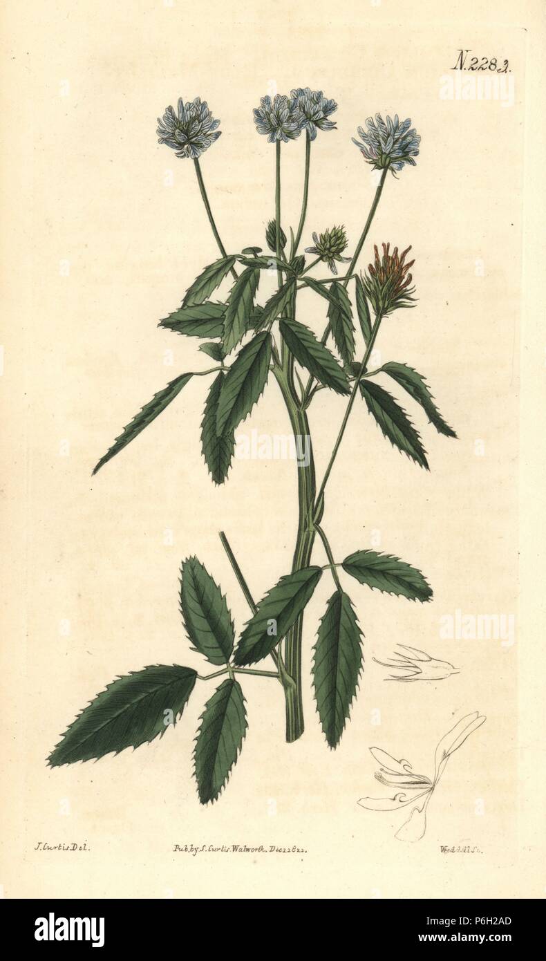 Blue melilot trefoil, Trifolium coeruleum. Handcoloured copperplate engraving by Weddell after an illustration by John Curtis from Samuel Curtis's 'Botanical Magazine,' London, 1821. Stock Photo