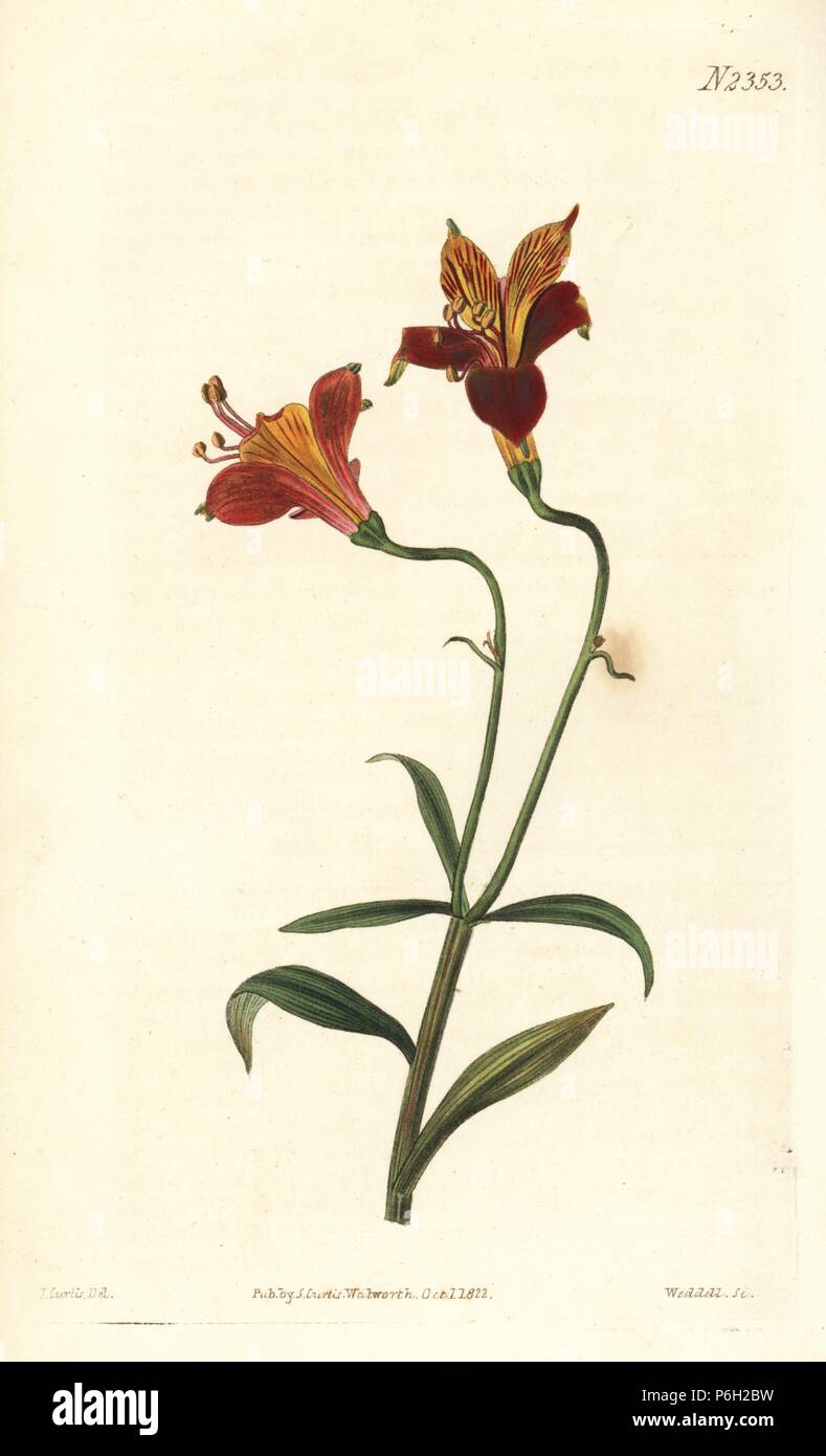 Peruvian lily or speckled alstroemeria, Alstroemeria pulchella. Handcoloured copperplate engraving by Weddell after an illustration by John Curtis from Samuel Curtis's 'Botanical Magazine,' London, 1822. Stock Photo