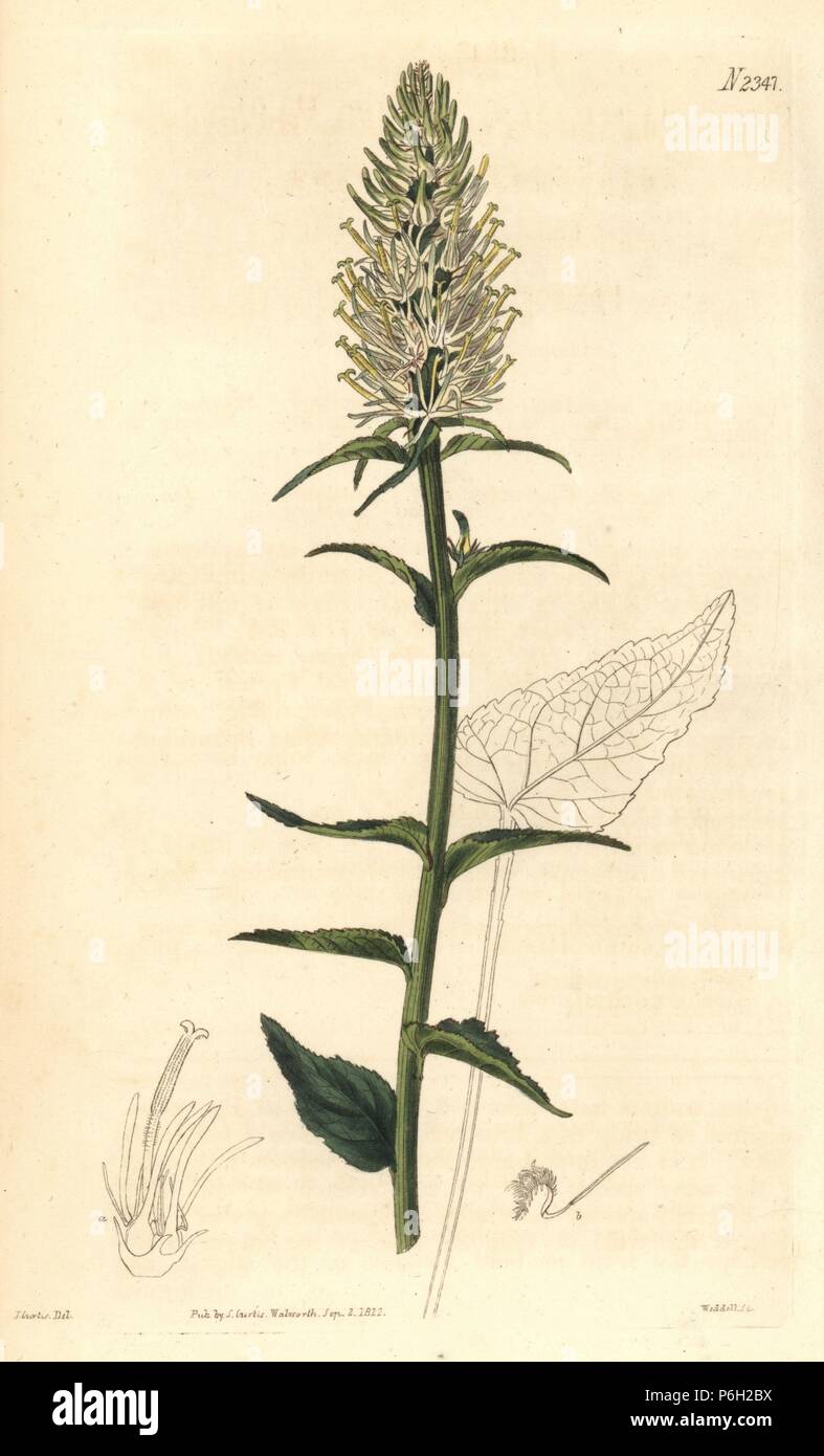 Spiked rampion, Phyteuma spicatum. Handcoloured copperplate engraving by Weddell after an illustration by John Curtis from Samuel Curtis's 'Botanical Magazine,' London, 1822. Stock Photo