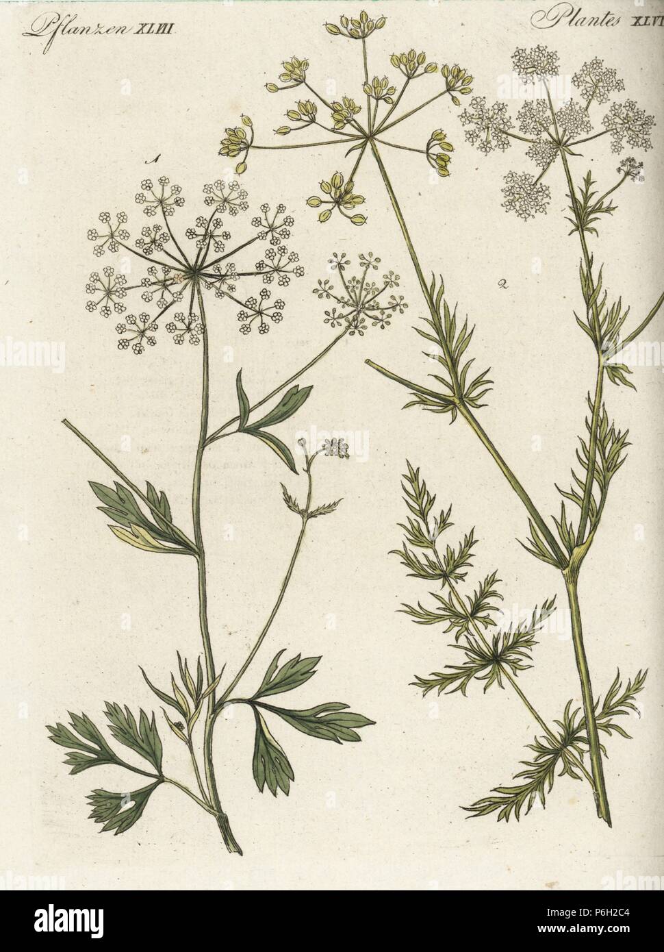 Anise or aniseed, Pimpinella anisum 1, and cumin, Cuminum cyminum 2. Handcoloured copperplate engraving from Friedrich Johann Bertuch's Bilderbuch fur Kinder (Picture Book for Children), Weimar, 1795. Stock Photo