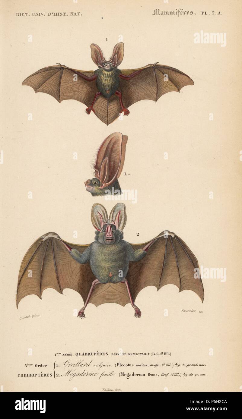 Brown long-eared bat or common long-eared bat, Plecotus auritus, and yellow-winged bat, Lavia frons. Handcolored engraving by Fournier after an illustration by Oudart from Charles d'Orbigny's Dictionnaire Universel d'Histoire Naturelle (Dictionary of Natural History), Paris, 1849. Stock Photo