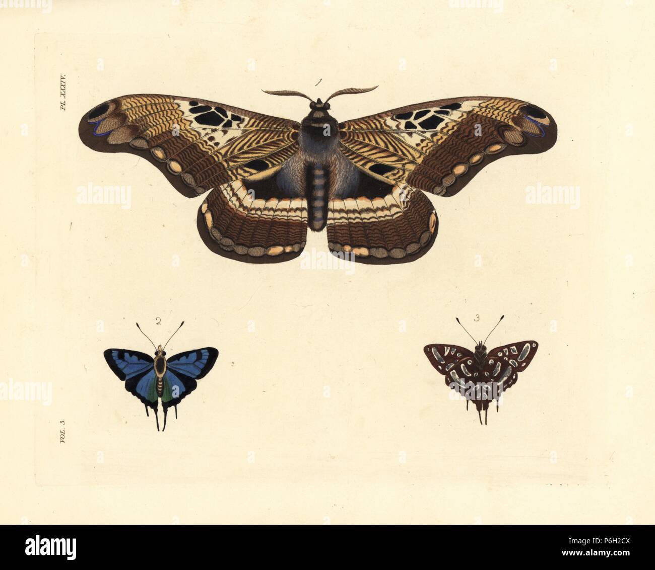 Dactyloceras lucina moth 1, and common silverspot butterfly, Aphnaeus orcas, upper side 2, under side 3. Handcoloured lithograph from John O. Westwood's new edition of Dru Drury's 'Illustrations of Exotic Entomology,' Bohn, London, 1837. Stock Photo