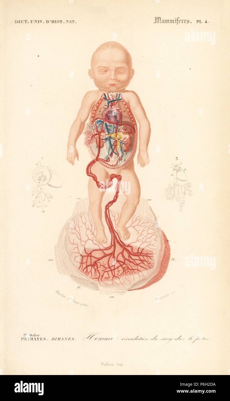 Human anatomy: blood circulation from placenta to the foetus. Handcolored engraving by Fournier after an illustration by Martin St. Ange from Charles d'Orbigny's Dictionnaire Universel d'Histoire Naturelle (Dictionary of Natural History), Paris, 1849. Stock Photo