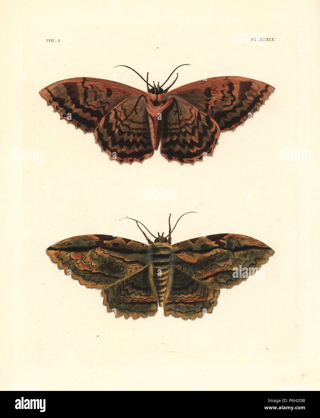 Owl moth, Thysania zenobia. Handcoloured lithograph from John O. Westwood's new edition of Dru Drury's 'Illustrations of Exotic Entomology,' Bohn, London, 1837. Stock Photo