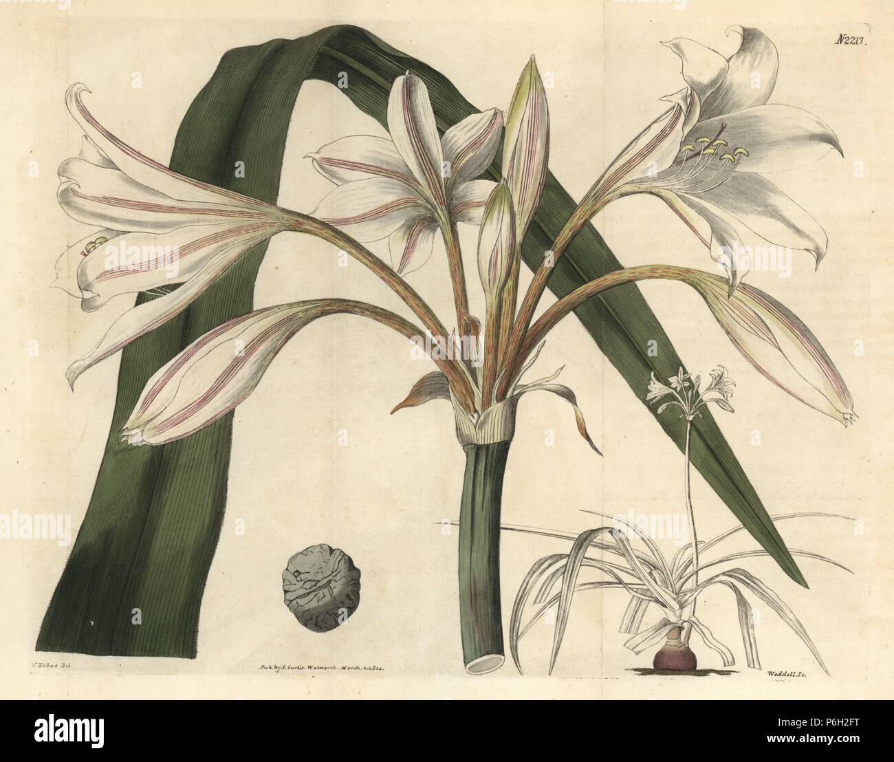 Scarborough lily, Cyrtanthus elatus (Specious-flowered crinum, Crinum speciosum). Handcoloured copperplate engraving by Weddell after a drawing by William Herbert for Samuel Curtis' continuation of William Curtis' Botanical Magazine, London, 1822. Stock Photo