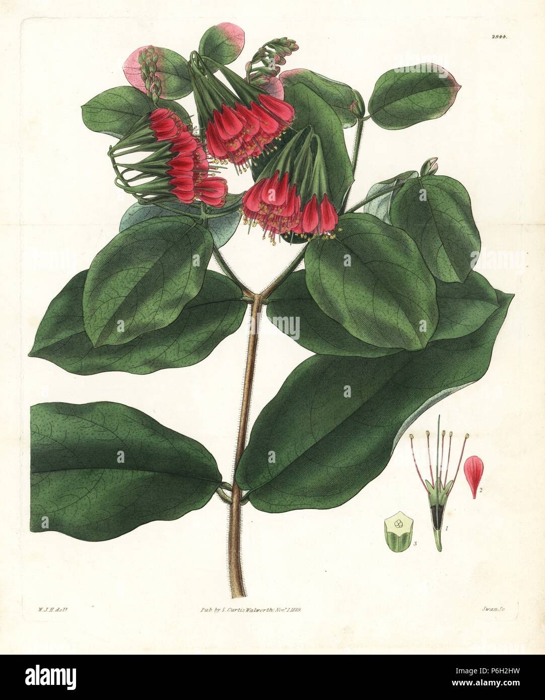 Large-flowered bushwillow, Combretum grandiflorum. Handcoloured copperplate engraving by Swan after an illustration by William Jackson Hooker from Samuel Curtis's 'Botanical Magazine,' London, 1829. Stock Photo