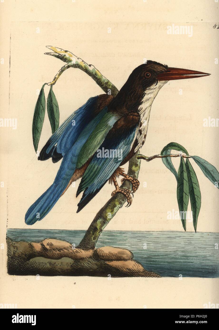 White-throated kingfisher, Halcyon smyrnensis (Smyrna kingfisher, Alcedo smyrnensis). Illustration drawn and engraved by Richard Polydore Nodder. Handcoloured copperplate engraving from George Shaw and Frederick Nodder's The Naturalist's Miscellany, London, 1806. Stock Photo