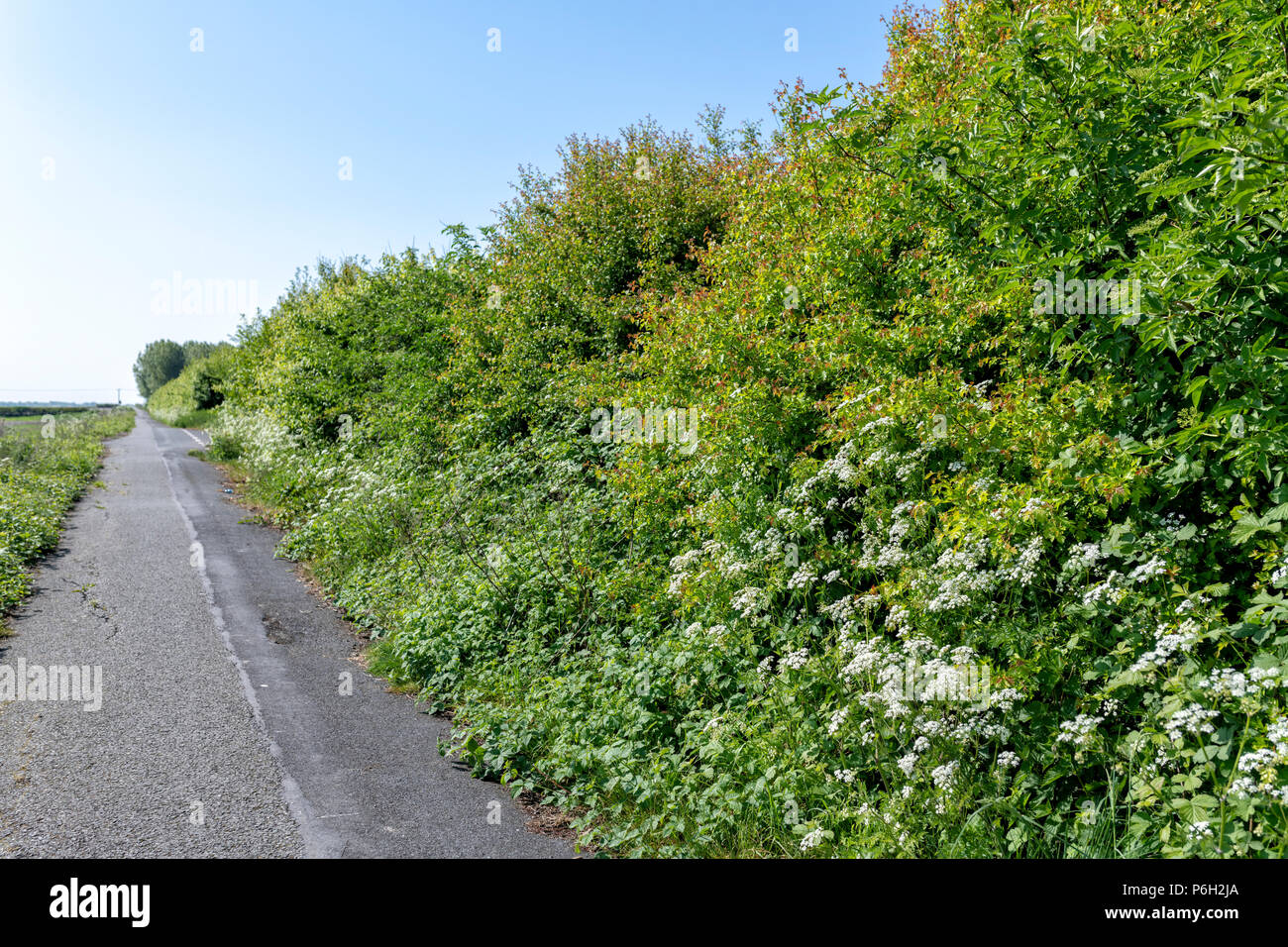 Dense wild hedgerow along a country lane Stock Photo