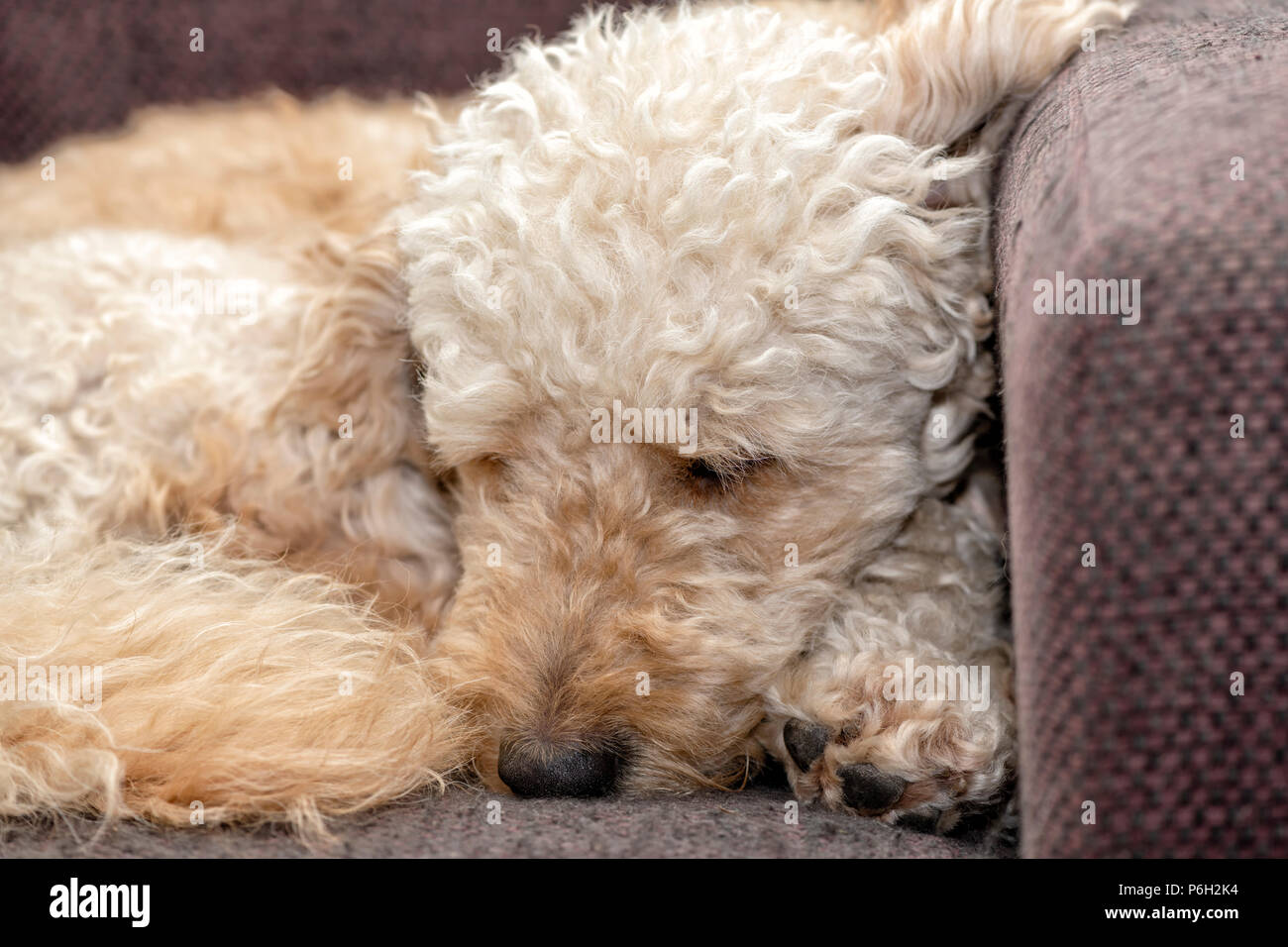 Labradoodle curled up asleep on an armchair Stock Photo
