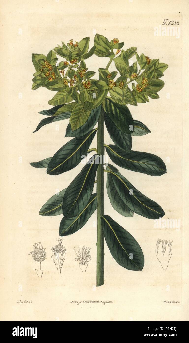 Broad-leaved spurge, Euphorbia epithymoides. Handcoloured copperplate engraving by Weddell after a drawing by John Curtis for Samuel Curtis' continuation of William Curtis' Botanical Magazine, London, 1822. Stock Photo