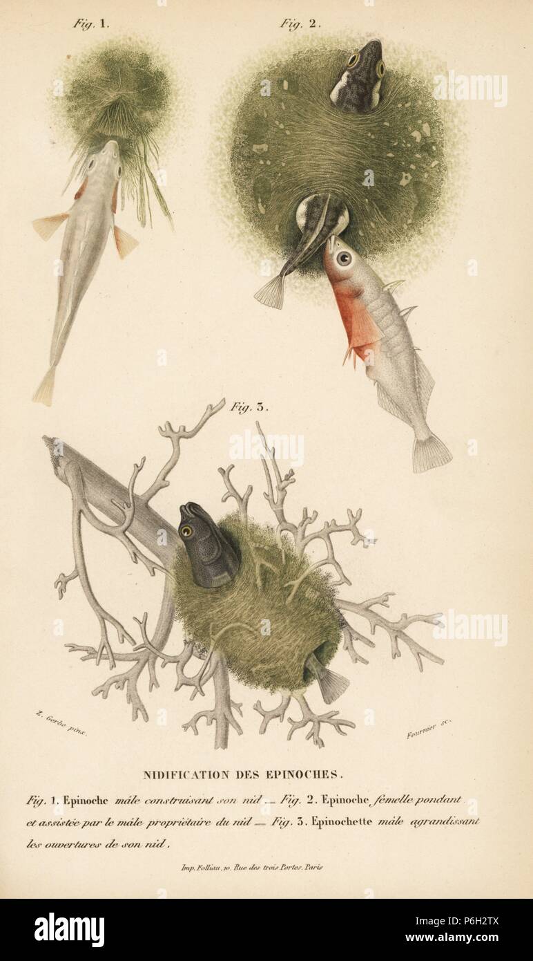 Male and female sticklebacks, Gasterosteus aculeatus, building a nest 1,2, and ninespine stickleback, Pungitius pungitius, enlarging the nest openings 3. Handcolored engraving by Fournier after an illustration by Z. Gerbe from Charles d'Orbigny's 'Dictionnaire Universel d'Histoire Naturelle' (Universal Dictionary of Natural History), Paris, 1849. Stock Photo