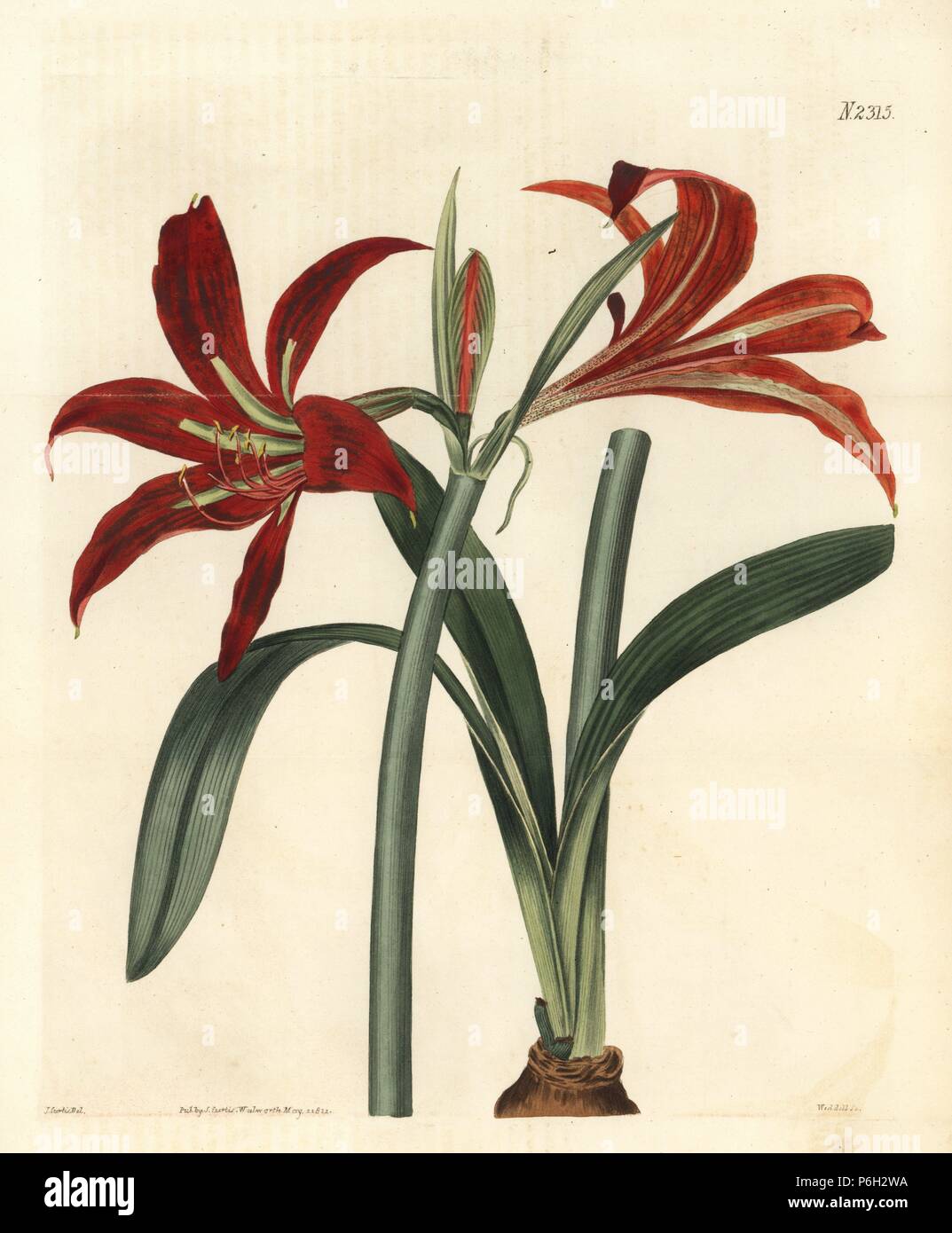 Barbados or Easter lily hybrid, Hippeastrum puniceum hybridum (Hybrid long-spathed knight's star lily, Hippeastrum spathaceum hybridum). Handcoloured copperplate engraving by Weddell after an illustration by John Curtis from Samuel Curtis's "Botanical Magazine," London, 1822. Stock Photo