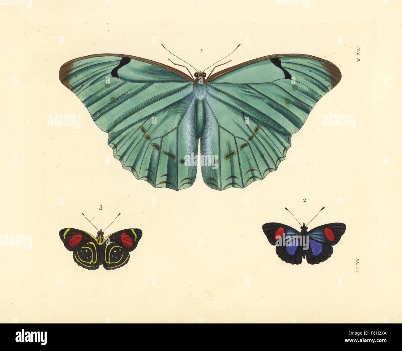 Morpho butterfly, Morpho laertes 1, and hydaspes eighty-eight or little callicore, Callicore hydaspes 2,3. Handcoloured lithograph from John O. Westwood's new edition of Dru Drury's 'Illustrations of Exotic Entomology,' Bohn, London, 1837. Stock Photo