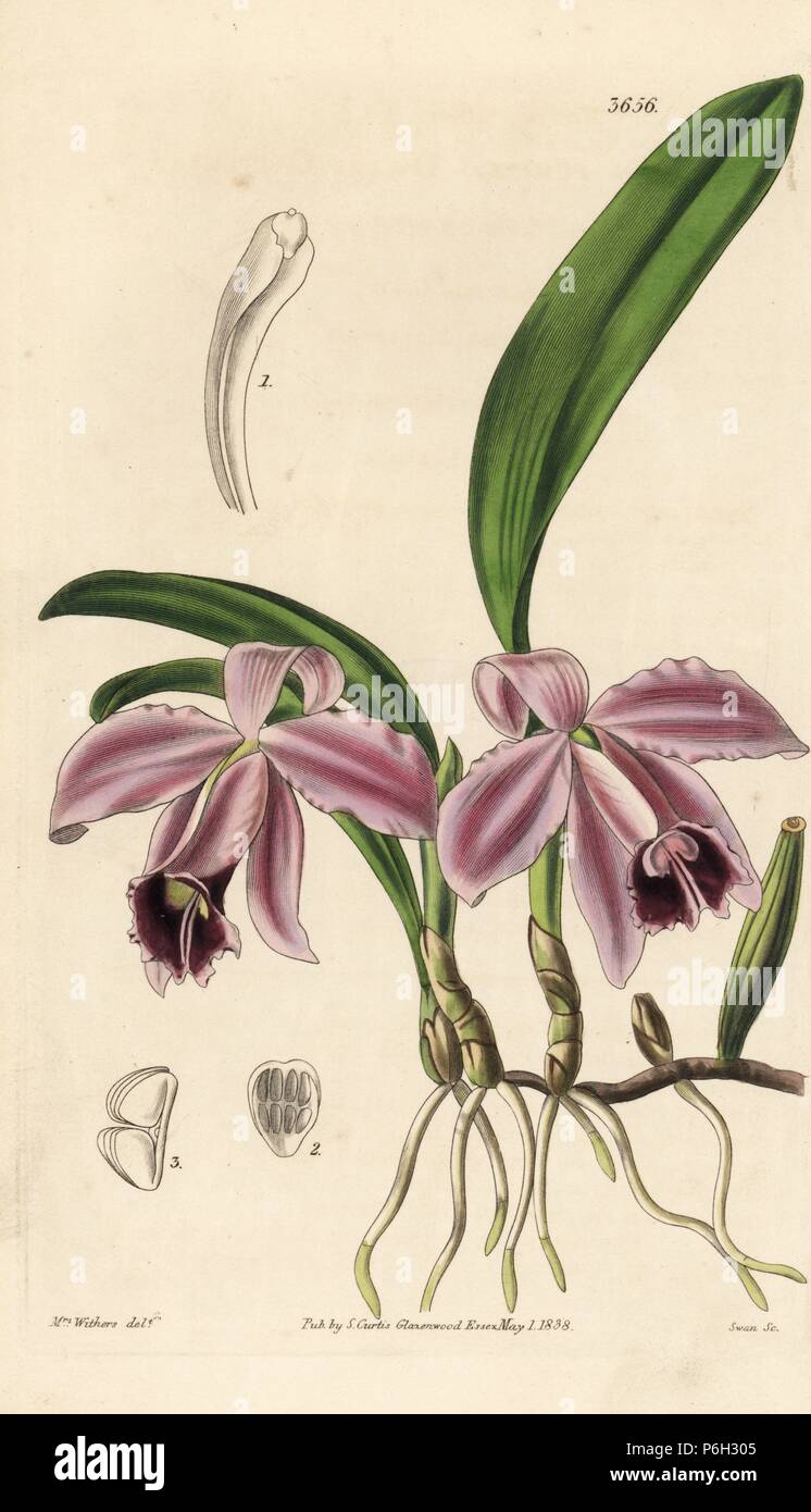 Dwarf sophronitis orchid, Cattleya pumila. Handcoloured copperplate engraving after a botanical illustration by Mrs. Augusta Withers from William Jackson Hooker's Botanical Magazine, London, 1838. Stock Photo