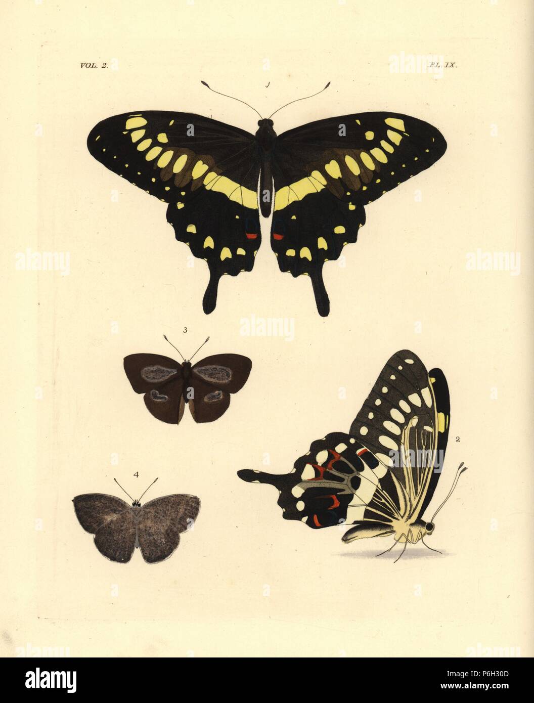 Western emperor swallowtail, Papilio menestheus 1,2, and Indian sunbeam, Curetis thetis (Thecla thetis), female 3,4, ventral and dorsal views. Handcoloured lithograph from John O. Westwood's new edition of Dru Drury's 'Illustrations of Exotic Entomology,' Bohn, London, 1837. Stock Photo