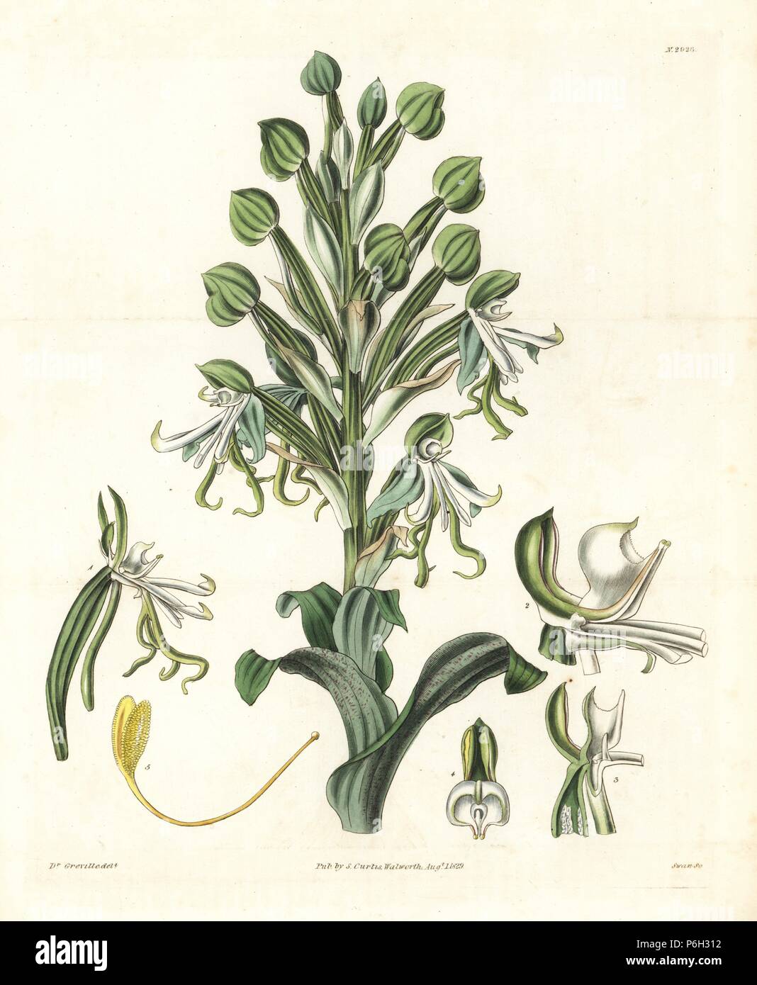 Beautiful or showy bonatea orchid, Bonatea speciosa. Handcoloured copperplate engraving by Swan after an illustration by Dr. Greville from Samuel Curtis's 'Botanical Magazine,' London, 1829. Stock Photo