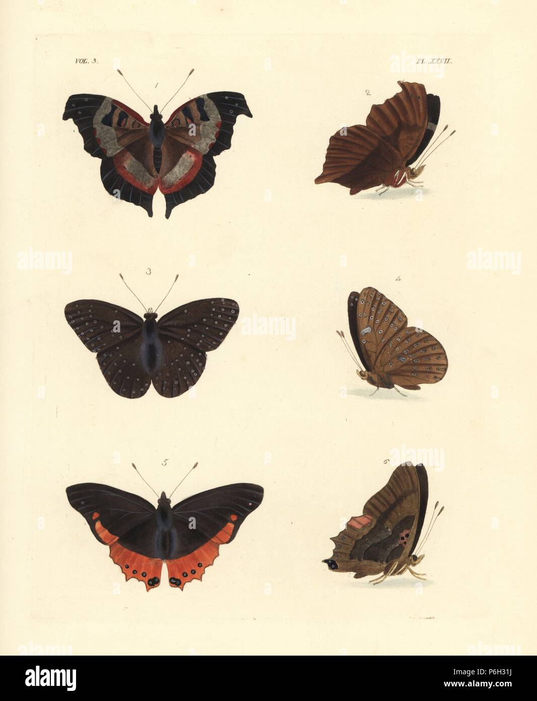 Fashion commodore butterfly, Junonia pelarga, upper side 1, under side2, guineafowl butterfly, Hamanumida daedalus 3,4, and small flame-bordered charaxes, Charaxes anticlea 5,6. Handcoloured lithograph from John O. Westwood's new edition of Dru Drury's 'Illustrations of Exotic Entomology,' Bohn, London, 1837. Stock Photo