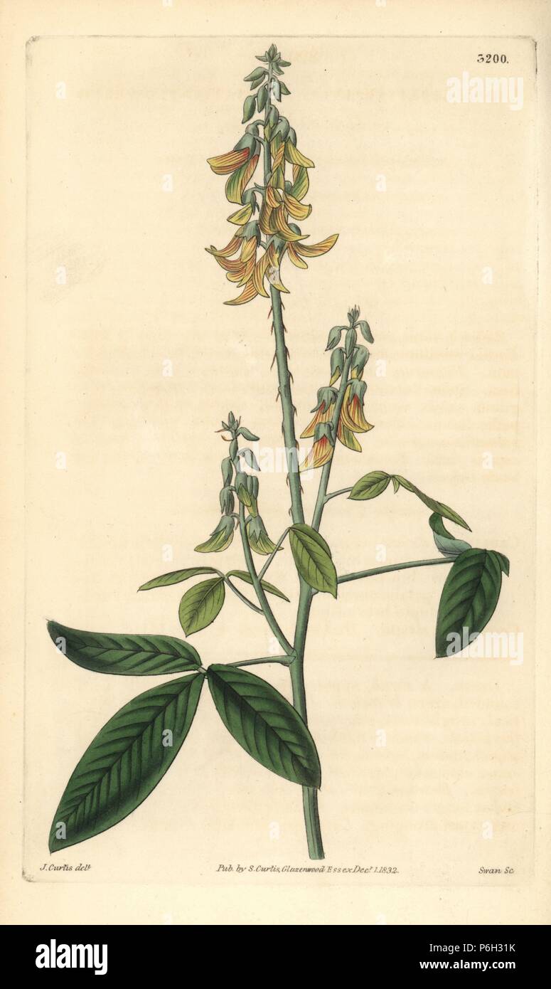 Smooth crotalaria, Crotalaria pallida (Striated-flowered crotalaria, Crotalaria striata). Handcoloured copperplate engraving by Swan after an illustration by John Curtis from Samuel Curtis' "Botanical Magazine," London, 1832. Stock Photo