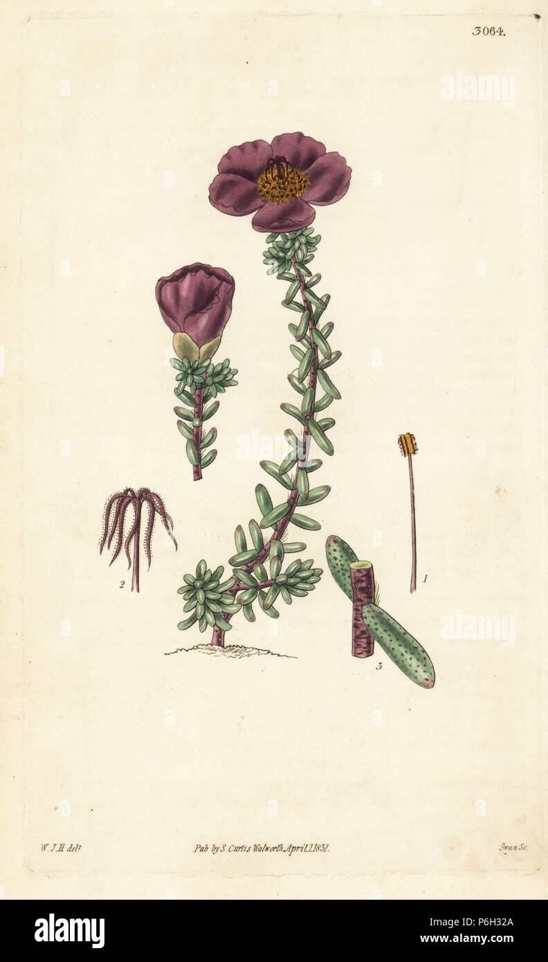 Dr. Gillies' purslane, Portulaca gilliesii. Handcoloured copperplate engraving by Swan after an illustration by William Jackson Hooker from Samuel Curtis's 'Botanical Magazine,' London, 1831. Stock Photo