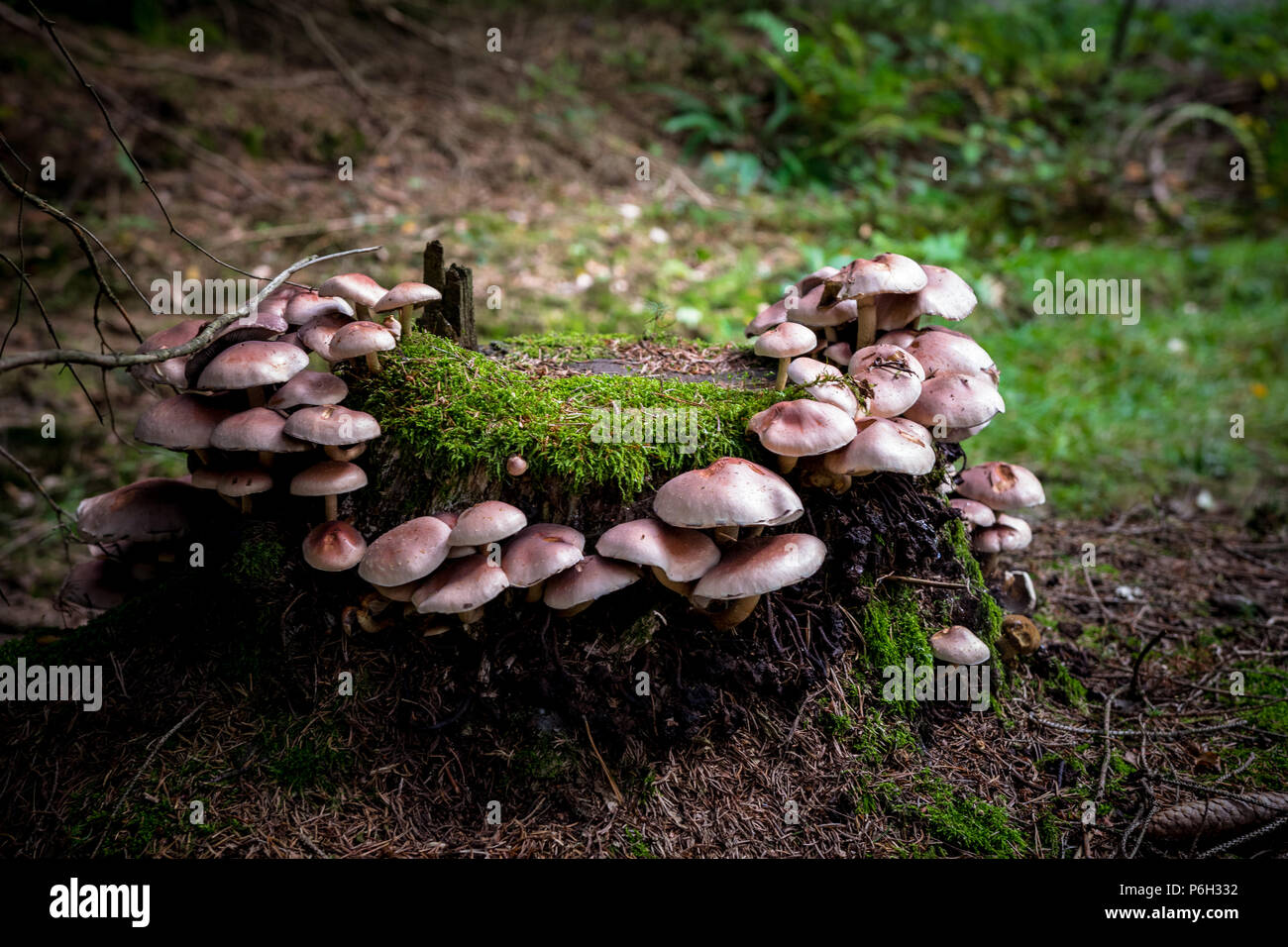 Mushrooms on the ground of a forest around a stump of a tree in the ...