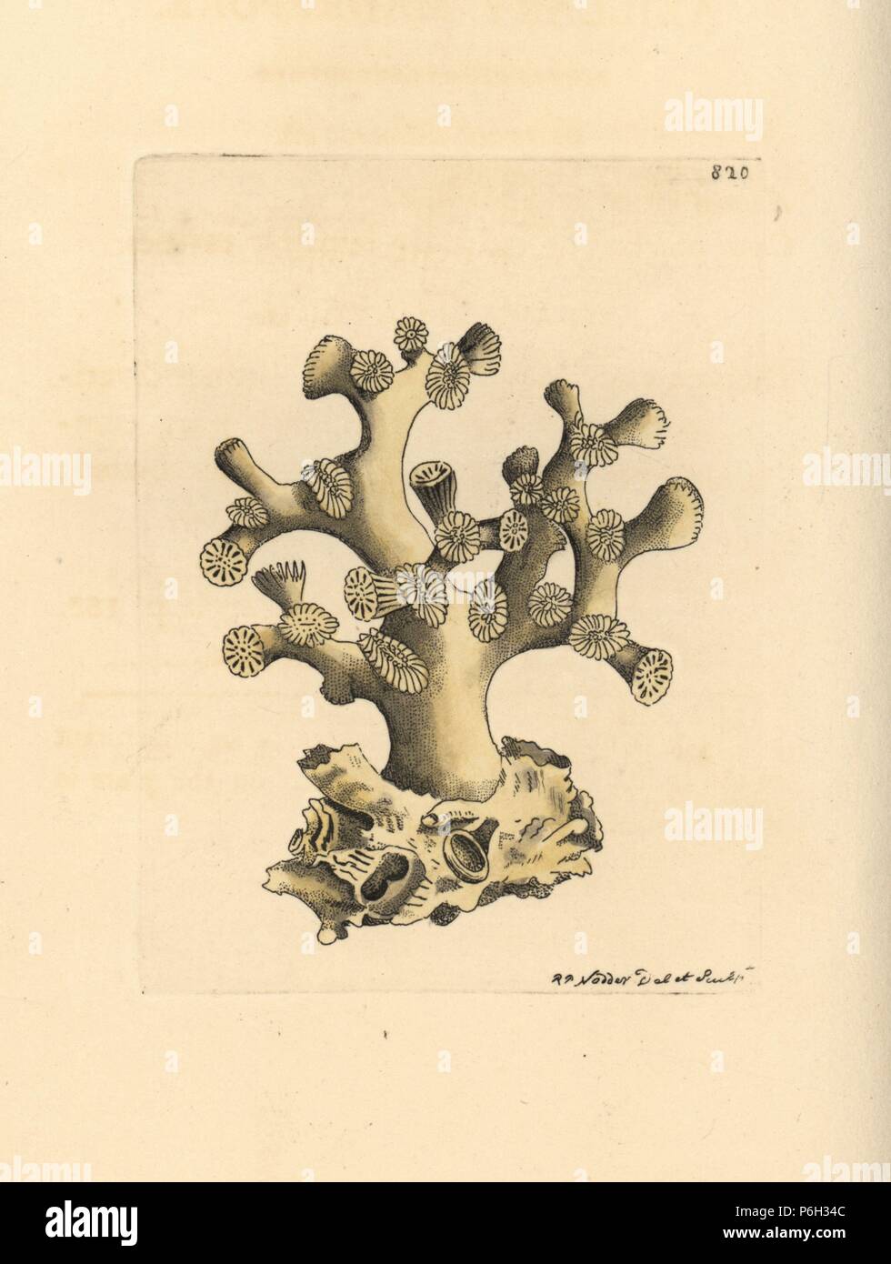 Cyathelia axillaris coral (Axillary madrepore, Madrepora axillaris). Illustration drawn and engraved by Richard Polydore Nodder. Handcoloured copperplate engraving from George Shaw and Frederick Nodder's The Naturalist's Miscellany, London, 1806. Stock Photo