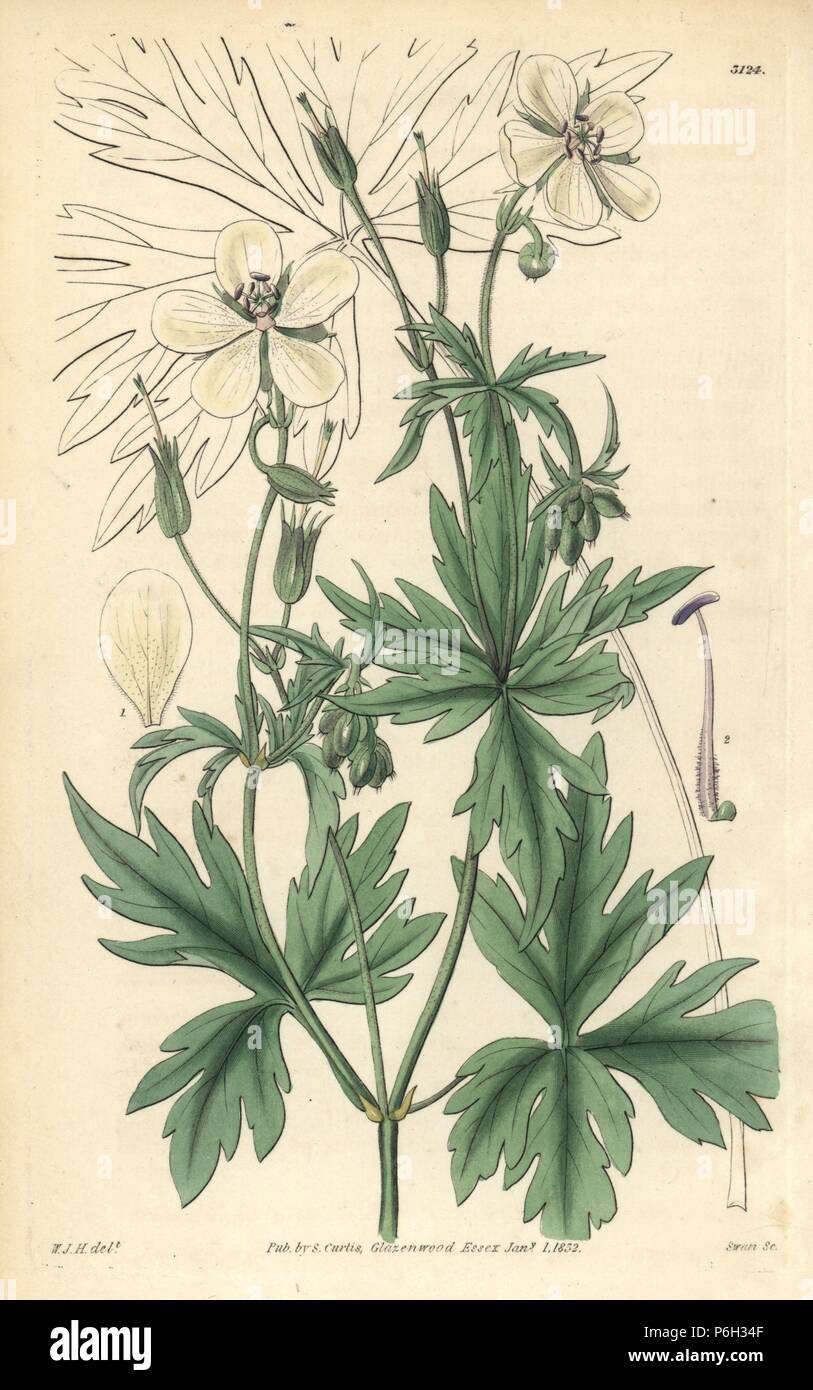 White flowered crane's bill, Geranium albiflorum. Handcoloured copperplate engraving by Swan after an illustration by William Jackson Hooker from Samuel Curtis' "Botanical Magazine," London, 1832. Stock Photo